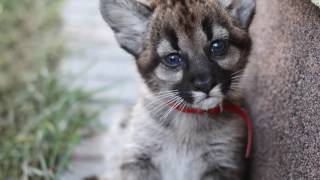 Puma Concolor. Puma Nubia