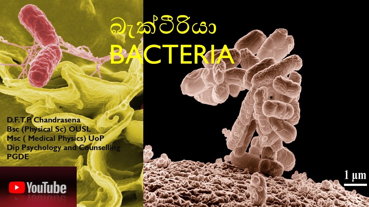 බැක්ටීරියා 2 Bacteria 2 #microorganisms #olscience #science #biology #knowledge #education #sinhala