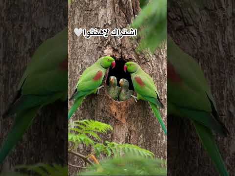 وما من دآبة في الأرض ولا طئر يطيربجناحيه إ لا أمم أمثالكم ما فرطنا في لكتب من شي ثم لى ربهم يحشرون