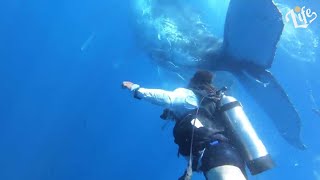 MOTHER Humpback WHALE Caught in a Ton of Fishing Net… Rescued by Divers by Lifessence 90 views 2 years ago 2 minutes, 7 seconds