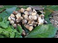 Survival Skills by finding mushroom for food and eating delicious - Life Adventure