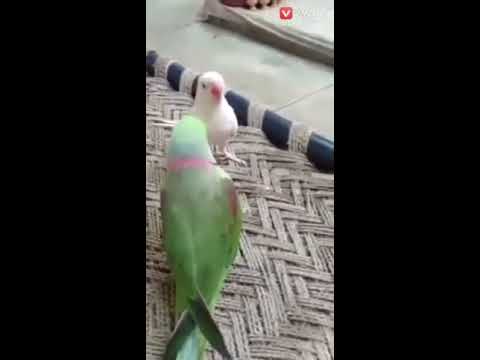 Parrot or insani awaz