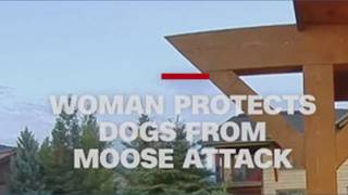 Montana woman protects dogs from moose attack