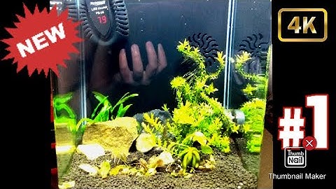5 Gallon Shrimp Tank (Part 2)