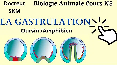 Comment se fait la gastrulation chez l'oursin ?