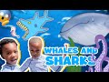 Gigantic whales and sharks  georgia aquarium event with family