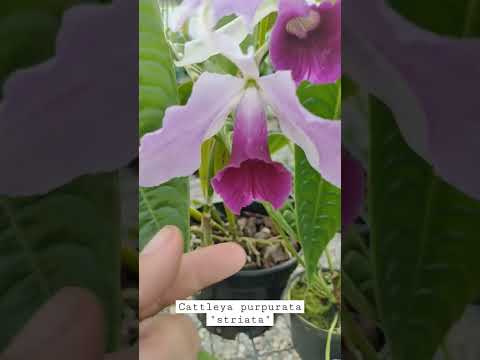 Orquídea Cattleya Purpurata striata - La Orquídea de la felicidad - YouTube