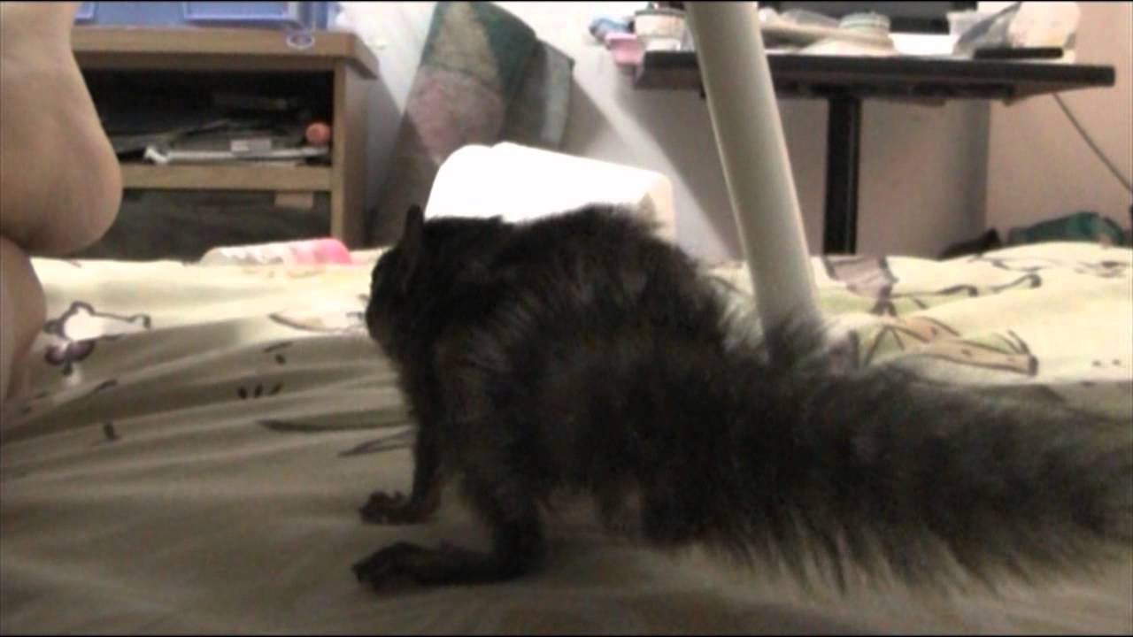 I like to move it Will i am cover dance by Jon (Squirrel) YouTube I like to move it Will i am cover dance by Jon (Squirrel) YouTube