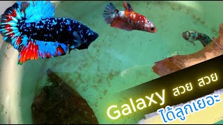 ผสมพันธุ์ปลากัด Galaxy ได้ลูกเยอะมาก