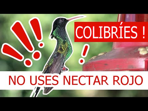 Video: ¿Por qué el néctar es rojo?