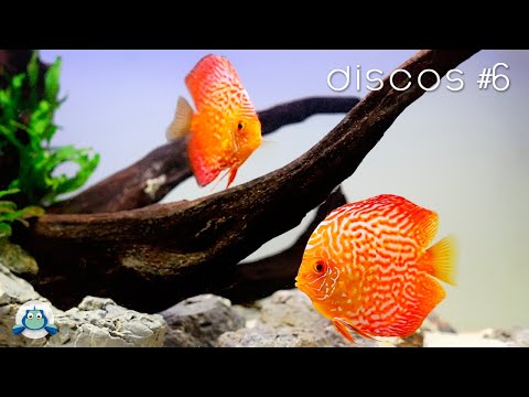 The WATER for a DISCUS AQUARIUM