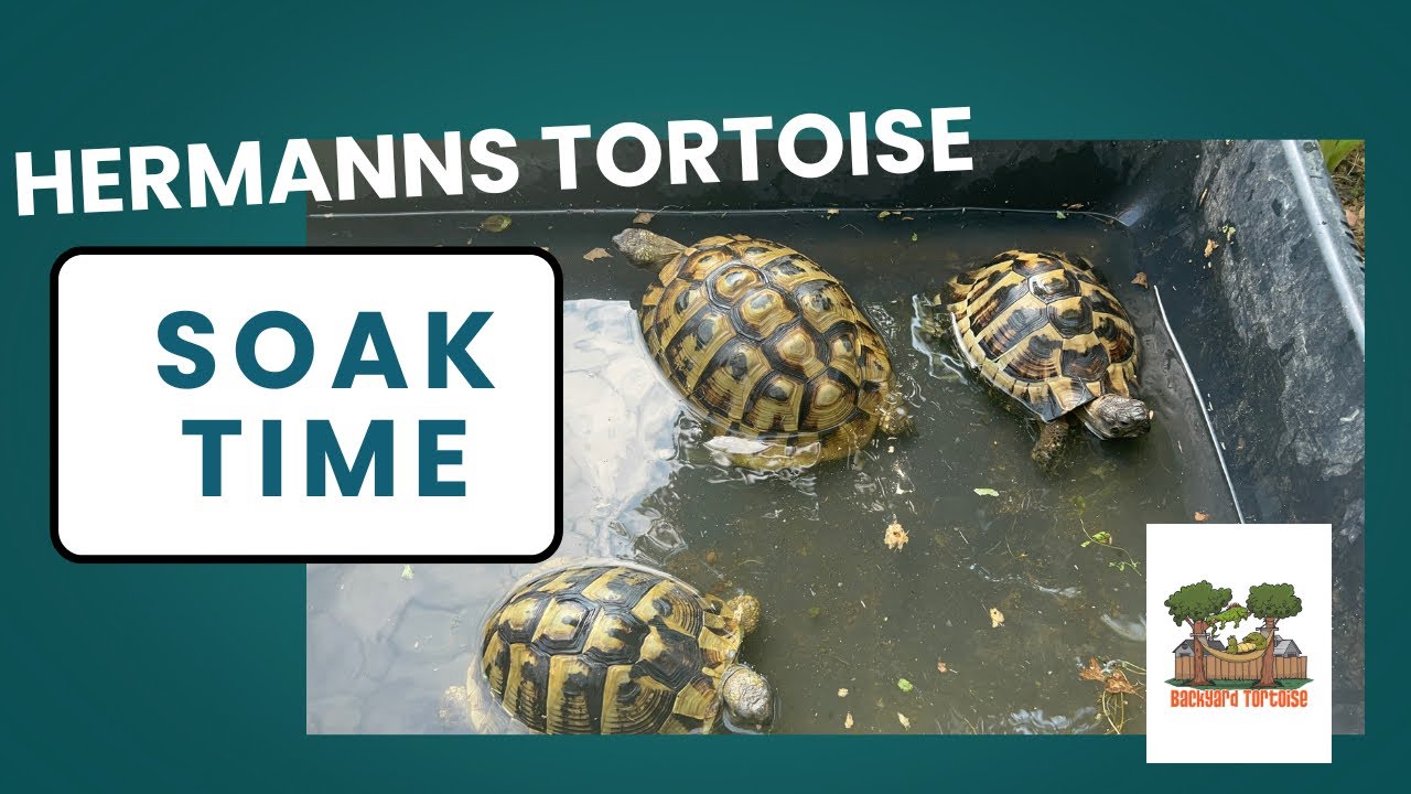 Soaking Hermann's Tortoises/Easy Care Tip for Hydration
