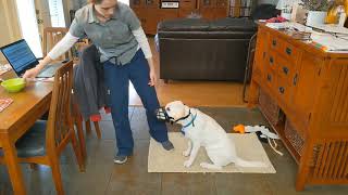 Muzzle Training, Stage 2: Buckling Up || Koinonia Training and Boarding
