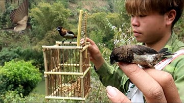 Bẫy Chim Không Cần Mồi Cực Chất | Dân Tộc Tây Bắc Tv