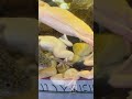 Frog Aquarium #travel #traveldesire #asiantravel #japan #frog