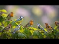 Relaxing Birdsong & Piano, Reduces Anxiety,Fatique,Sleep,Escape Work Stress