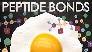 Peptide bonds