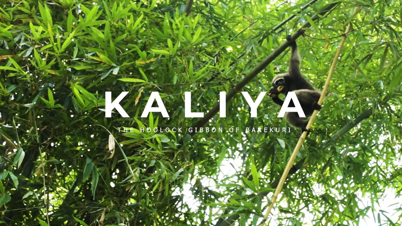 KALIYA : THE HOOLOCK GIBBON OF BAREKURI | SHORT DOCUMENTARY | 2021