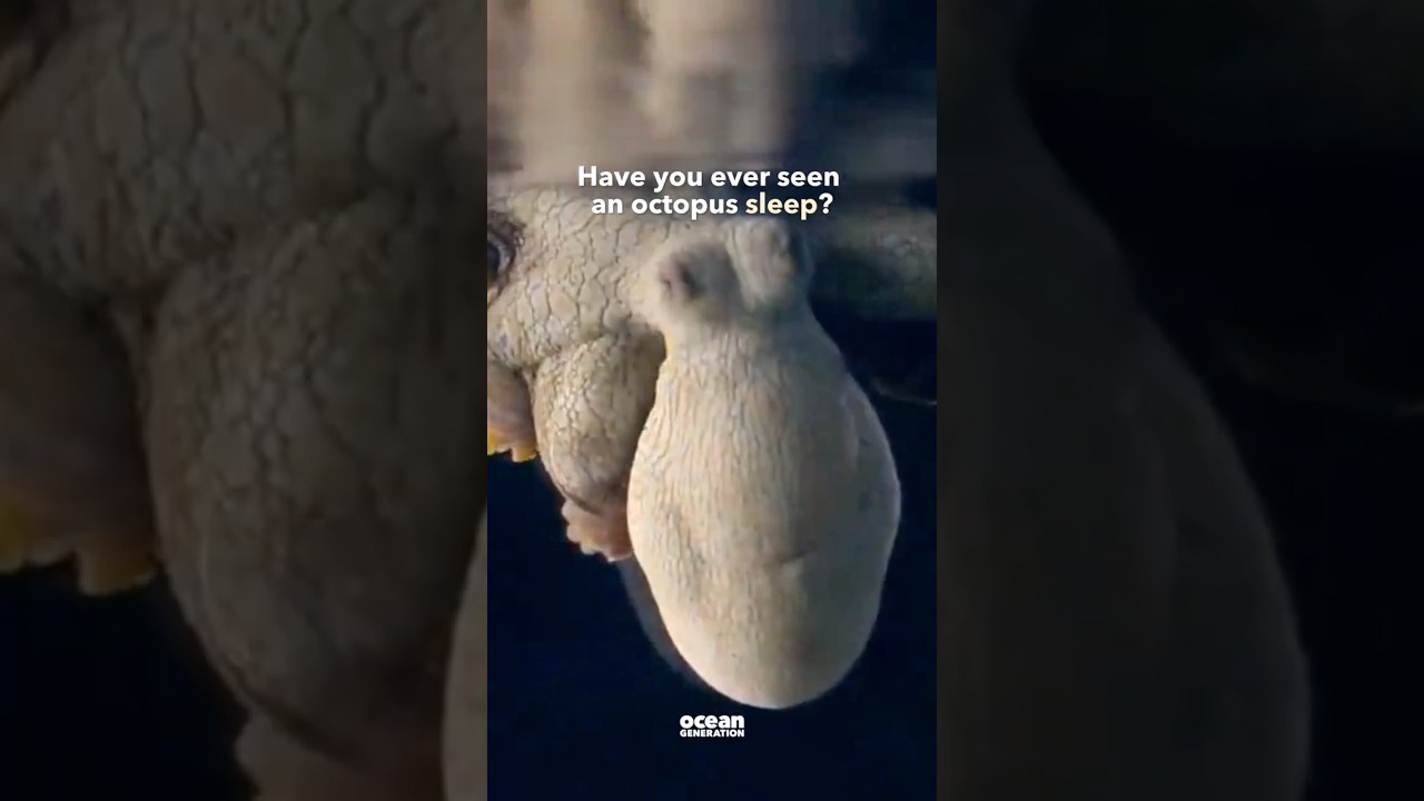 Have you ever seen an octopus DREAM?🐙😴