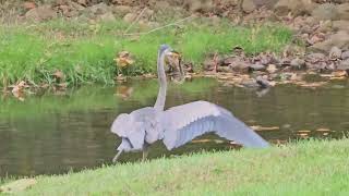 Wildlife at Maple Run Golf Course 
