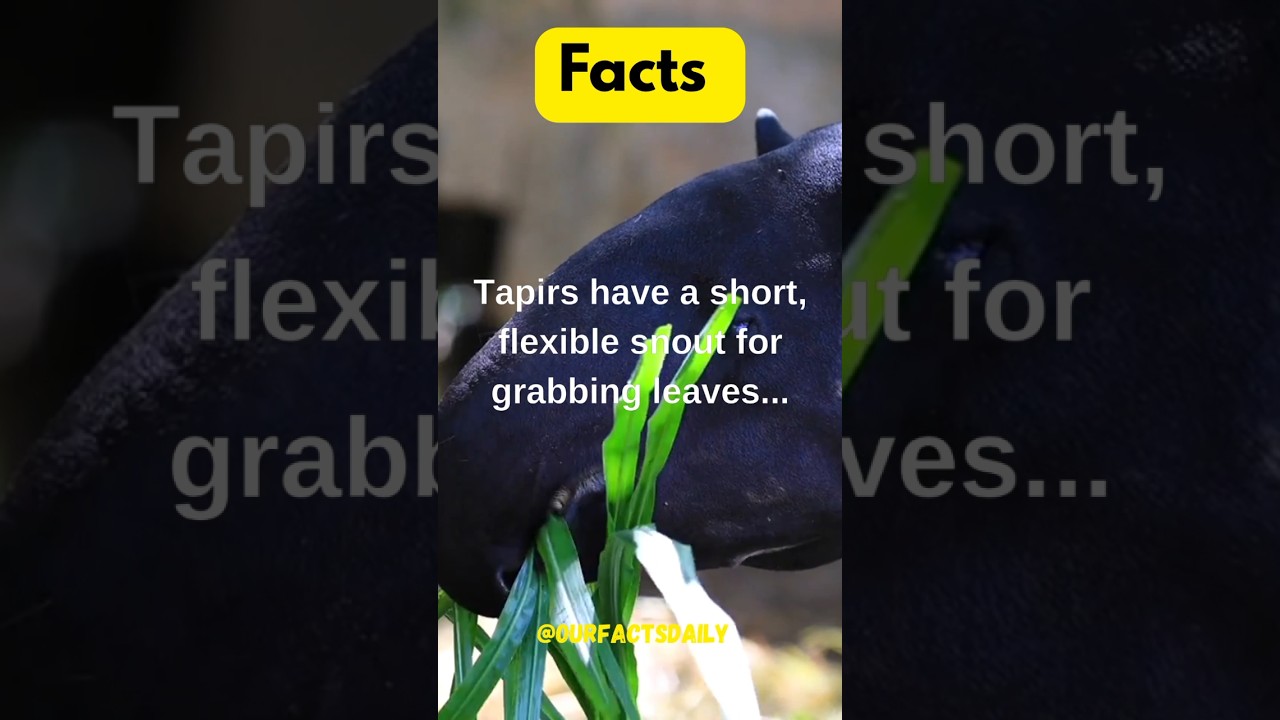 Tapirs have.. #tapir #facts #snout #leaves #grab #snorkeling #underwater #shortsnouts #submerged