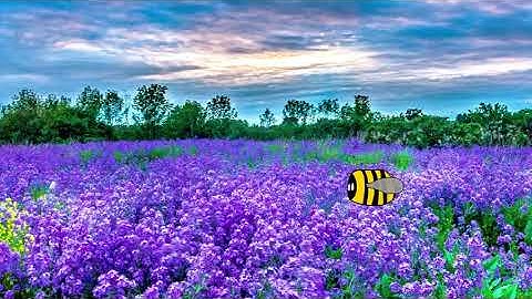 Bee animation test. (adobe animate)