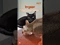 🌙🐾 ঈদ হোক সবার জন্য আনন্দের।