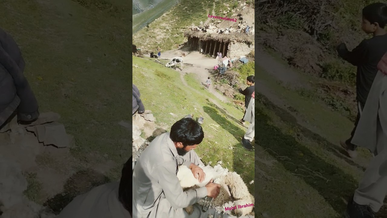 Ver #shortvideo #sheepwoolcutting no YouTube Ver #shortvideo #sheepwoolcutting no YouTube
