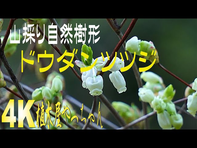 山採り自然樹形ドウダンツツジ 花 2023 - YouTube