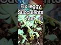 Fix leggy Succulents fast #trendingshorts #youtubeshorts #succulents