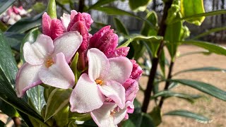 Daphne Odora Winter Daphne- The Fragrant Early-Blooming Shrub