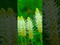 Beautiful Birdsong in Green Forest | Relaxing Nature Sounds #shorts