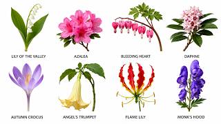 Beautiful But Deadly: Garden Plants That Can Kill