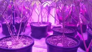 21+only..grow room 1,mid flower update,feeding some additives