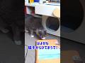 【しゃべる猫】ペットハウス前で保冷剤を入れろと催促する猫 #Shorts