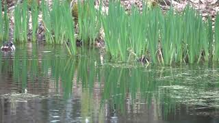 Wood Ducks II