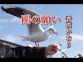 香西かおり ♪鷗の願い