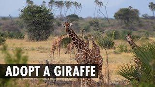 Adopt a Giraffe with Born Free by Born Free Foundation 377 views 9 months ago 57 seconds