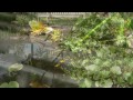 Libellen am Gartenteich, Sony HDR XR 550 VE