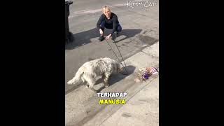Dibuang!! Anjing Terlantar Ini Menemukan Majikan Barunya