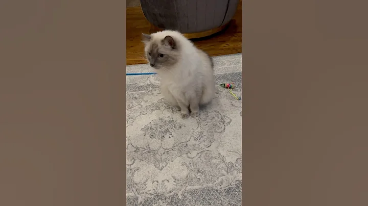 Watch the video about 🛁 time 🐱 #cat #kitten #pets #cute #cutecat #cats #ragdollkittens #ragdollcattery