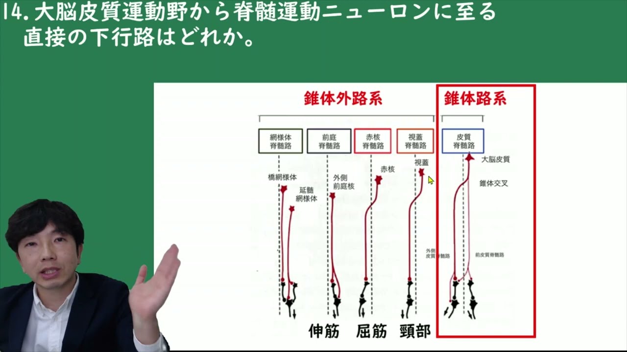 【解剖生理学 脊髄神経・伝導路】錐体路(大脳皮質から脊髄への直接下行路) YouTube