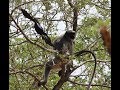 Crow VS Monkey at Anandvan forest &amp; bird sanctuary l Bandar aur kauwa ke beech me hui ladai