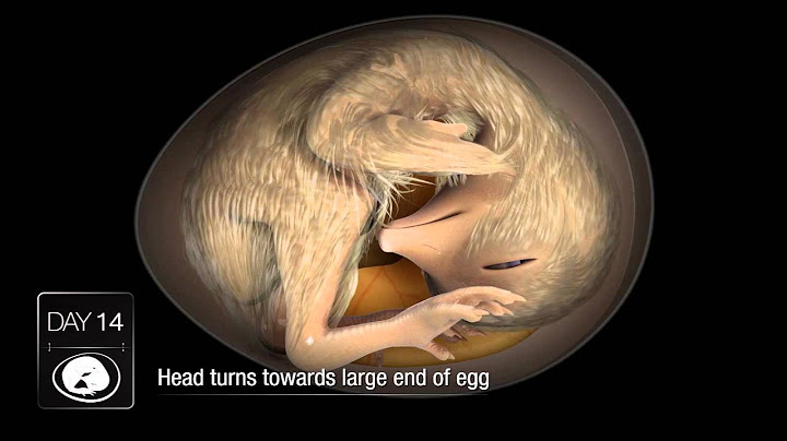 Chicken Embryo Development