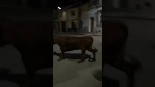 💯🔥VAYA VACA BUENA‼️Ustarroz!! CASTA NAVARRA💯 Villarejo De Fuentes (Cuenca)