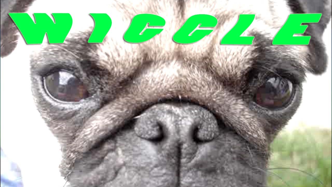 JASON DERULO "WIGGLE" PUG PARODY