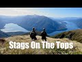 Stags On The Fiordland Tops, NZ