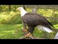 How to Turn a Chicken into a Bald Eagle