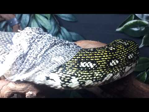 Diamond Python - Shedding 03