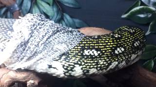 Diamond Python - Shedding 03